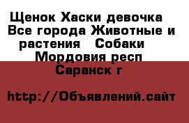 Щенок Хаски девочка - Все города Животные и растения » Собаки   . Мордовия респ.,Саранск г.